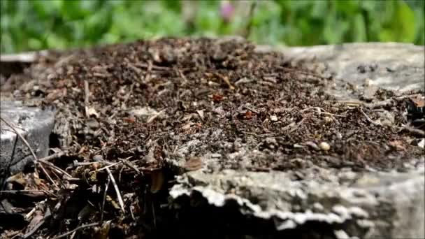 Lapso Tiempo Grupo Hormigas Superficie Rocosa Naturaleza — Vídeos de Stock