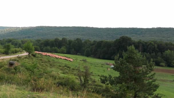 Hermosa Vista Naturaleza — Vídeos de Stock