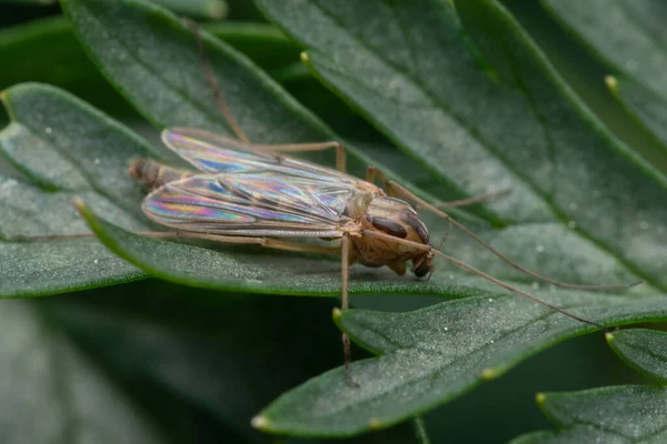 Bulanık Bir Arkaplanda Bitkinin Yapraklarındaki Bir Böceğin Makro Yakın Plan — Stok fotoğraf