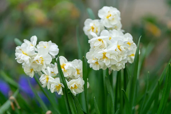 Vita Narcissus Blommar Trädgård — Stockfoto