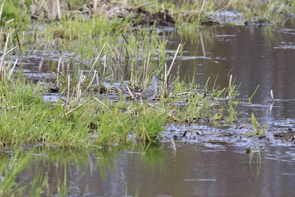 Ein Entzückender Grauer Vogel Steht Der Nähe Des Sumpfes Auf — Stockfoto