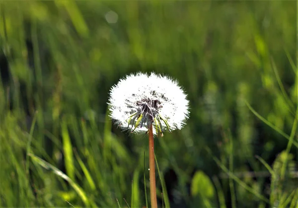 Selective Focus Shot White Dandelion Flower — Stock Photo, Image