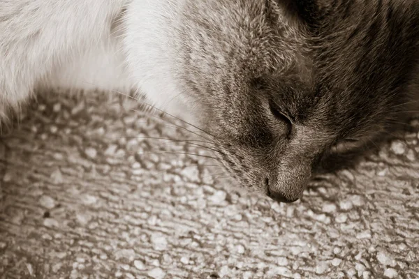 Мила Пухнаста Сіамська Кішка Сірим Хутром Лежить Вулиці — стокове фото
