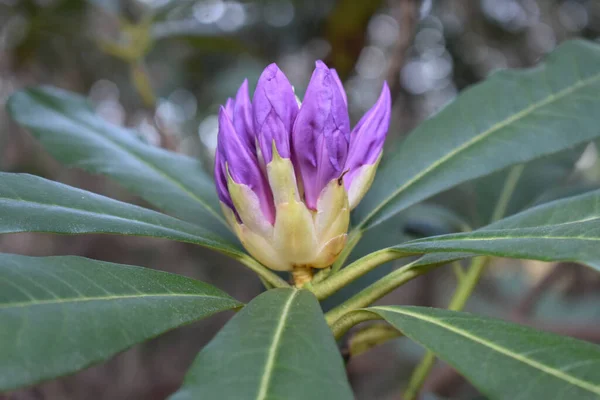 Primer Plano Una Flor Melastomas Flor — Foto de Stock