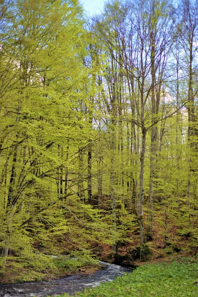Uma Vista Córrego Floresta Verde Cênica — Fotografia de Stock