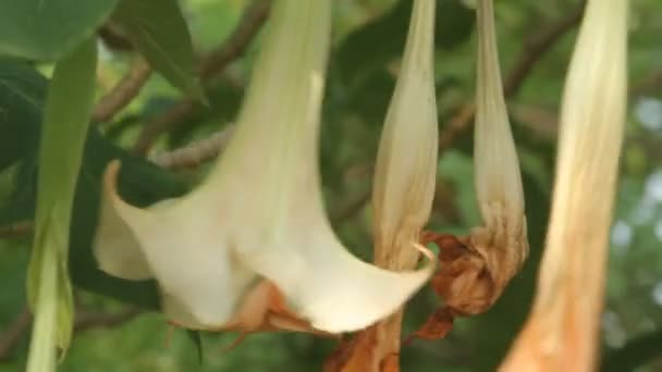 Groene Bladeren Tuin — Stockvideo