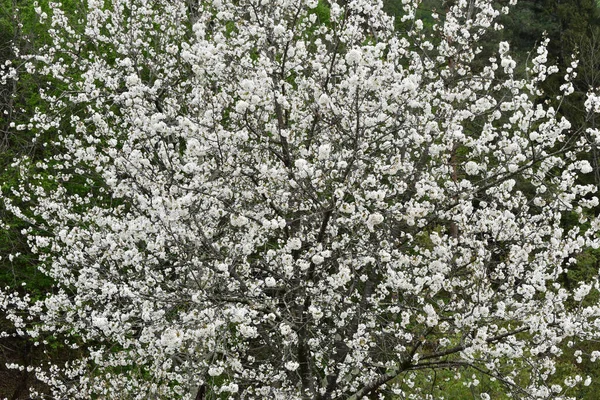 一棵盛开的美丽的春树 — 图库照片