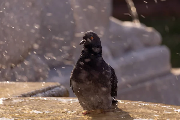 Pigeon Bathing Fountain City — Stock Photo, Image