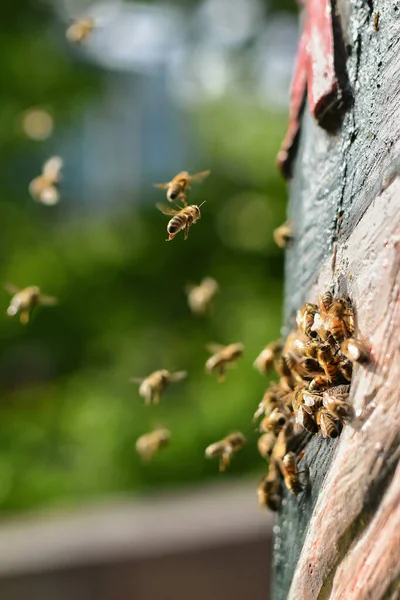 Μια Επιλεκτική Εστίαση Μιας Ομάδας Μελισσών Που Πετούν Μέσα Στην — Φωτογραφία Αρχείου