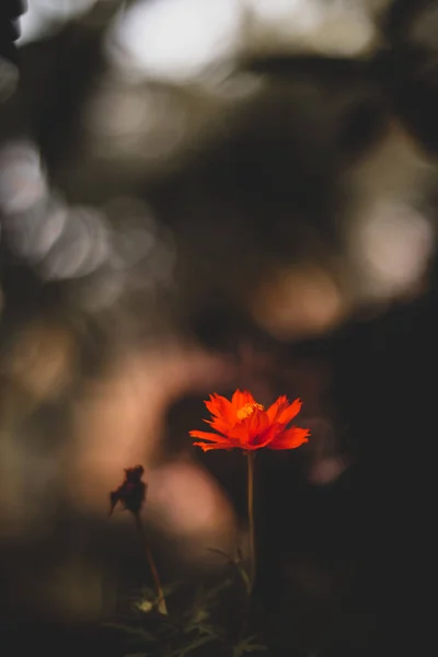 背景にぼっくりの光のあるオレンジ色の花の垂直ショット — ストック写真