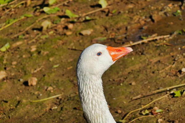 Een Close Schot Van Ganzenkop Kijkend Weg — Stockfoto