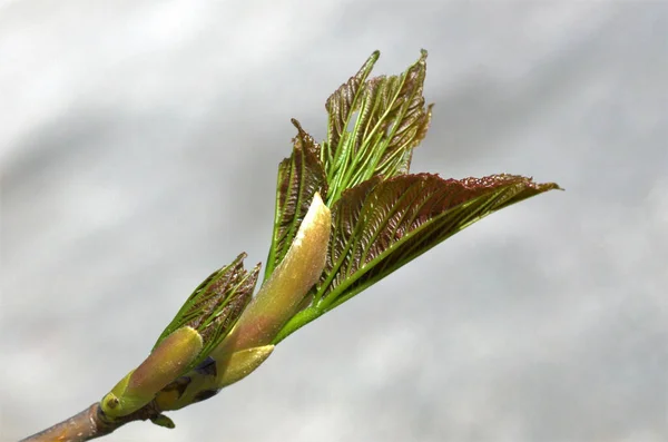 Selective Focus Shot Twig Young Poplar Leaves — Stock Photo, Image