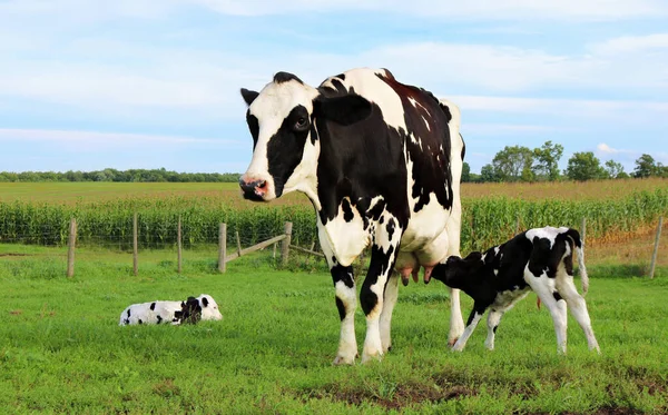 Egy Közelkép Egy Holstein Tehénről Ikerborjúkkal Egy Mezőn Ontario Ban — Stock Fotó