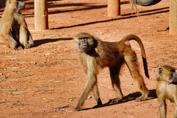 Mono Mirando Caminando Zoológico Bajo Luz Del Sol —  Fotos de Stock