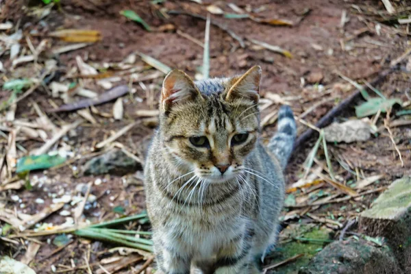 Egy Közeli Felvétel Egy Csíkos Macskáról Amint Lenéz Földre — Stock Fotó