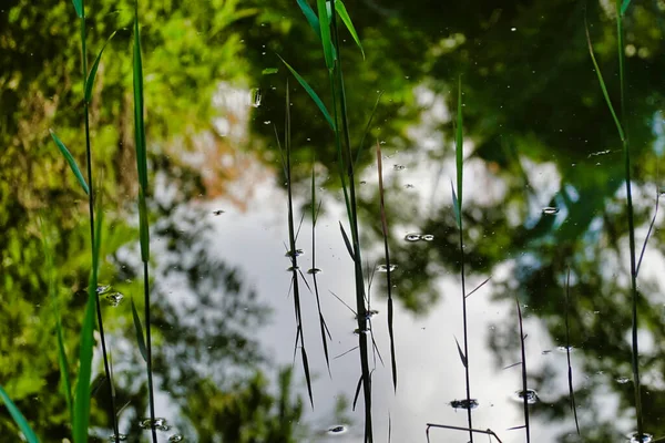 Een Close Shot Van Groene Grassen Met Reflectie Een Wateroppervlak — Stockfoto