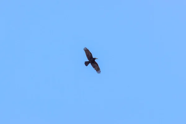 Pássaro Com Asas Abertas Voando Céu Azul Claro — Fotografia de Stock