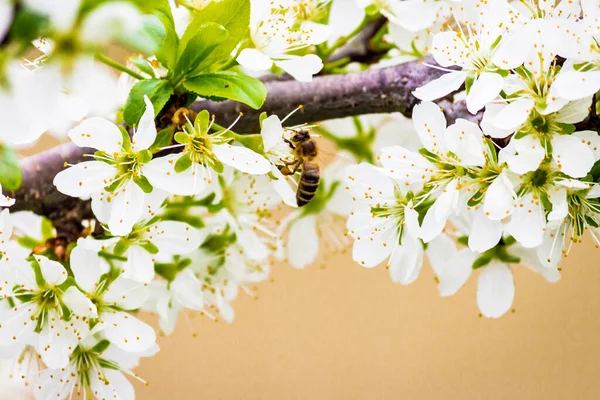 Крупним Планом Бджола Гілці Квітучого Дерева — стокове фото