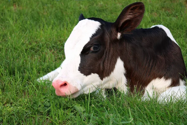 Egy Közeli Felvétel Egy Újszülött Holstein Borjúról Egy Mezőn Ontarióban — Stock Fotó