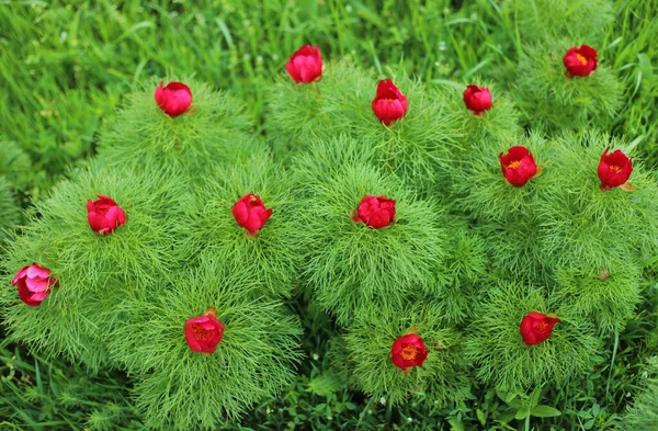 Een Overhead Shot Van Paeonia Tenuifolia Rode Bloemen Het Groene — Stockfoto