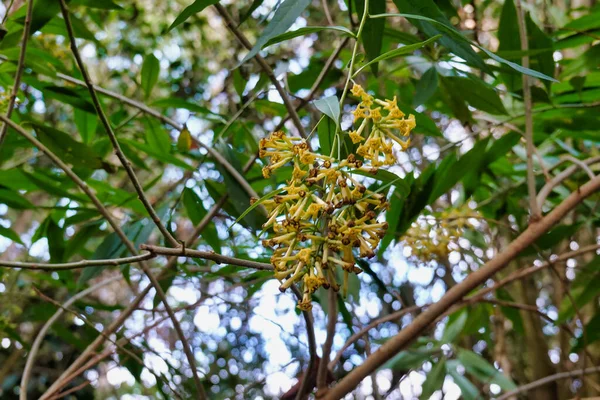 Low Angle Shot Chilean Jessamine Tree Branch — Stock Photo, Image