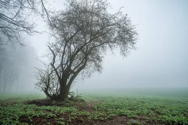 Прекрасний Вид Трав Янисте Поле Вкрите Деревами Туманному Містичному Парку — стокове фото