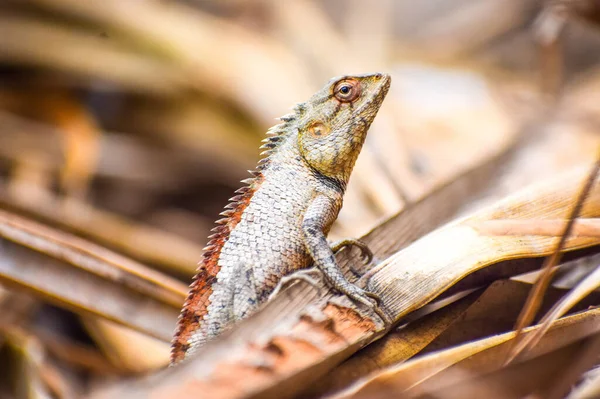 Närbild Söt Leguan Naturen — Stockfoto