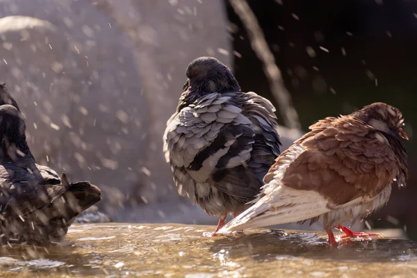 鸽子在城市的喷泉中洗澡 — 图库照片