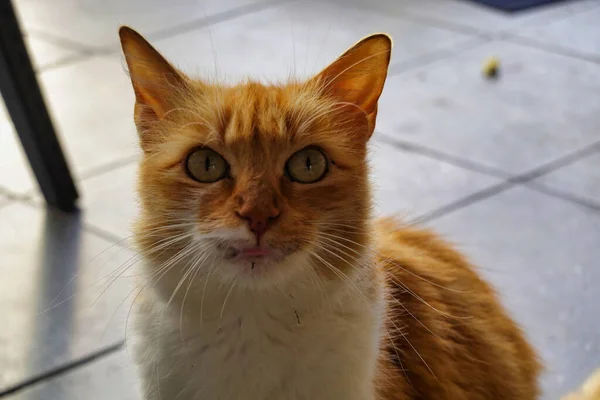 Närbild Ondskefull Orange Och Vit Katt — Stockfoto