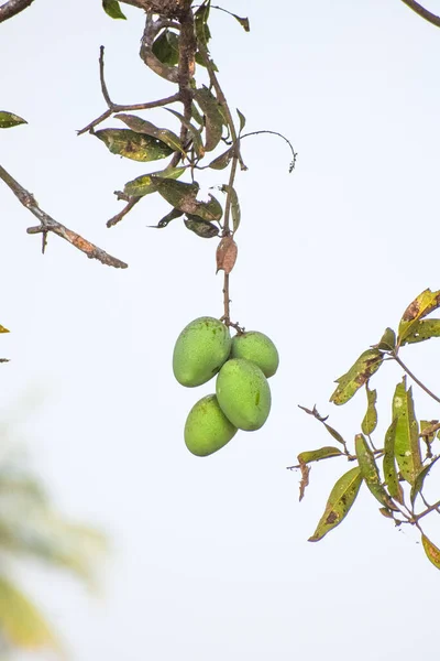 Vacker Bild Omogna Mangofrukter Trädgrenar — Stockfoto