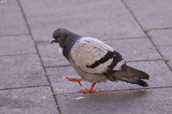 歩道の鳩のクローズアップショット — ストック写真