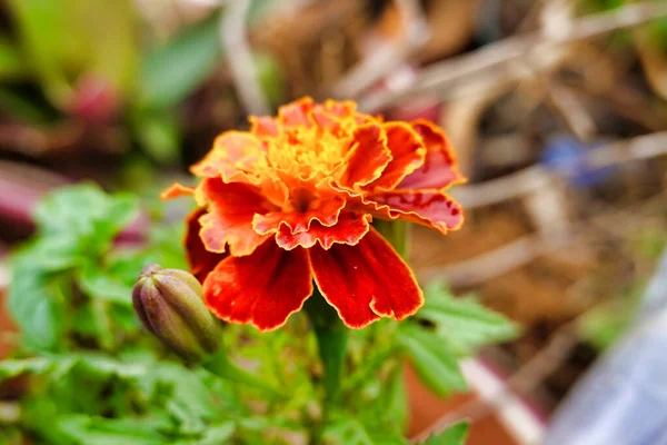 Bahçede Kadife Çiçeğinin Yakın Çekimi — Stok fotoğraf