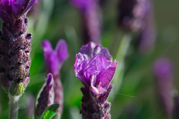 Tiro Macro Uma Flor Lavanda — Fotografia de Stock