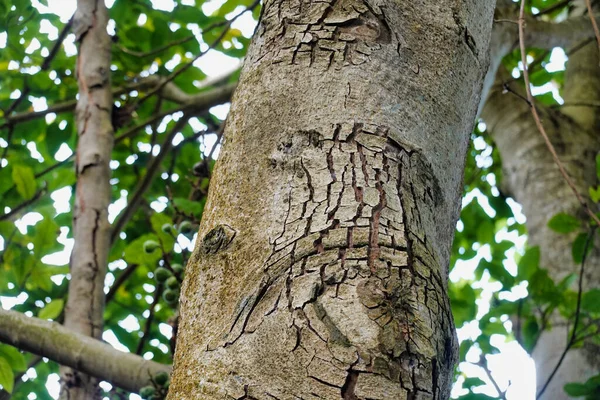 배경에 나무껍질 질감을 클로즈업 — 스톡 사진