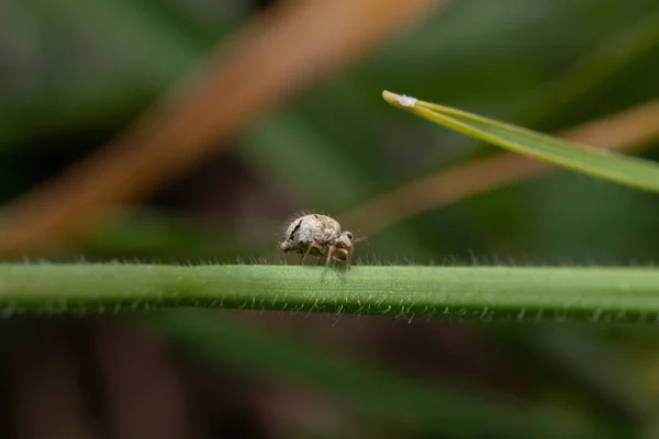 Makro Nahaufnahme Eines Insekts Stiel Der Pflanze Auf Verschwommenem Hintergrund — Stockfoto