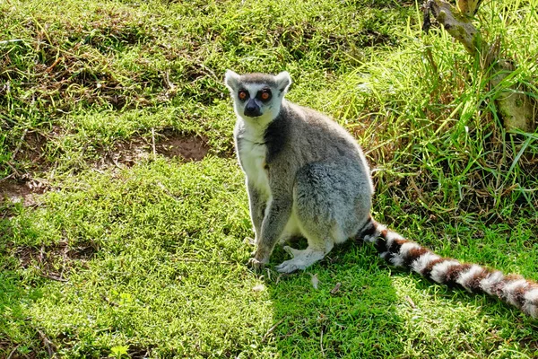 Närbild Bild Bild Ser Lemur Sitter Grönt Gräs — Stockfoto