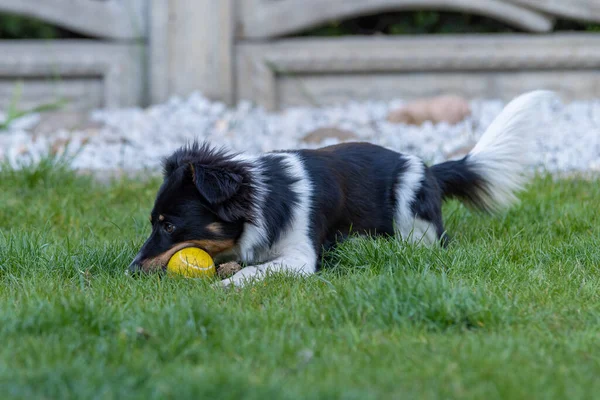 An adorable fluffy colorful domestic dog playing with its toy in the garden