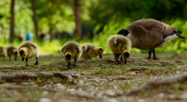 Una Hermosa Madre Pato Con Pollos Naturaleza — Foto de Stock