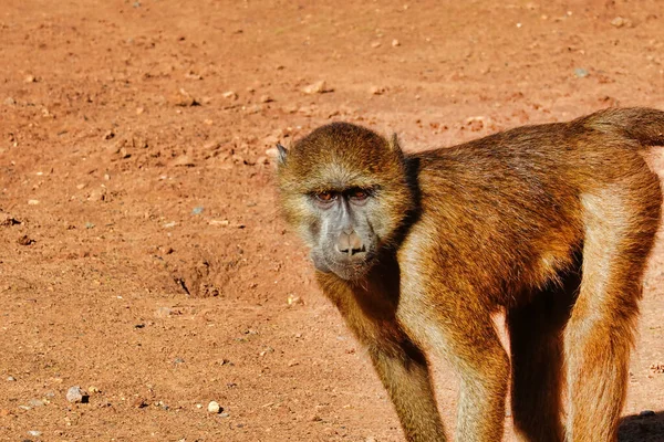 Close Macaco Marrom Chão — Fotografia de Stock