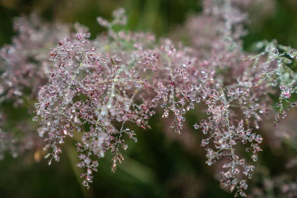 Die Rosa Blühenden Blumen Mit Tautropfen — Stockfoto