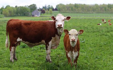 A looking Hereford cow with cute calf standing in the green meadow with the herd in the background clipart