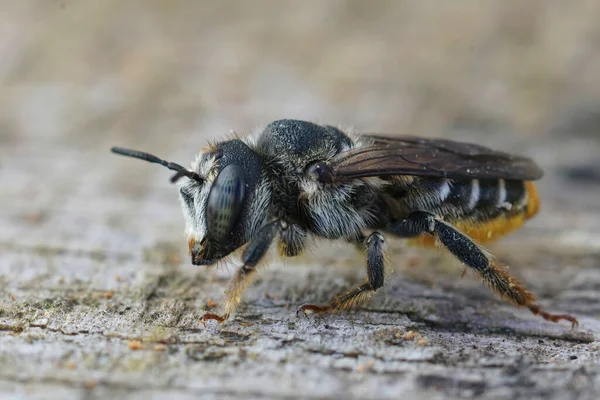 Primer Plano Una Abeja Mediterránea Aburrida Madera Lithurgus Chrysurus —  Fotos de Stock