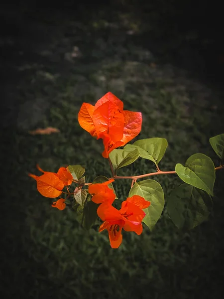 Detailní Záběr Oranžové Květy Bougainvillea Rozmazaném Trávníku Pozadí — Stock fotografie