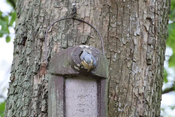庭の木に吊るされた鳥の餌場に落ちた灰色の鳥 — ストック写真
