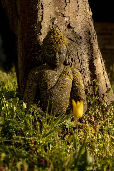 在青苔丛生的佛像前生长的荷兰郁金香的竖直框架座落在一棵树旁的草地上 — 图库照片