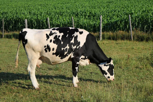 Een Holstein Koe Etend Gras Weide Een Zonnige Dag — Stockfoto