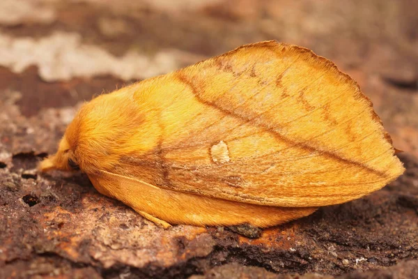 Close Uma Traça Bebedor Euthrix Potatoria — Fotografia de Stock