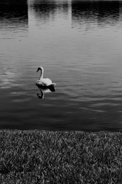 Cliché Niveaux Gris Beau Cygne Blanc Nageant Dans Lac Près — Photo