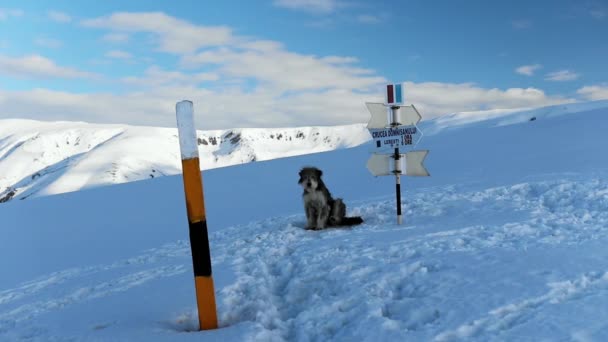 Närbild Hund Som Sitter Riktningsskyltar Iezer Mountain Täckt Snön Skott — Stockvideo