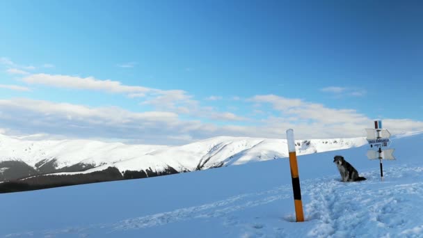 Hdで撮影された雪に覆われたアイゼル山の方向標識に座っている犬の閉鎖 — ストック動画